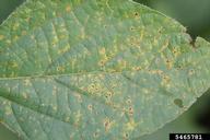 bacterial pustule of soybean disease (<em>Xanthomonas axonopodis pv. glycines</em>) symptoms on soybean (<em>Glycine max</em>)