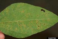 bacterial pustule of soybean disease (<em>Xanthomonas axonopodis pv. glycines</em>) symptoms on soybean (<em>Glycine max</em>)
