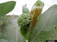 oleander aphid (<em>Aphis nerii</em>) infestation on milkweed (<em>Asclepias spp.</em>)