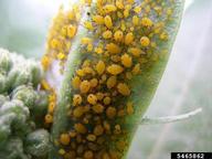 oleander aphid (<em>Aphis nerii</em>) infestation on milkweed (<em>Asclepias spp.</em>)