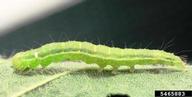 Adam Sisson, Iowa State University,  Bugwood.org green cloverworm (<em>Hypena scabra</em>) larva(e) on soybean (<em>Glycine max</em>)