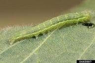 Adam Sisson, Iowa State University,  Bugwood.org green cloverworm (<em>Hypena scabra</em>) larva(e) on soybean (<em>Glycine max</em>)