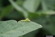 Daren Mueller, Iowa State University,  Bugwood.org green cloverworm (<em>Hypena scabra</em>) larva(e) on soybean (<em>Glycine max</em>)