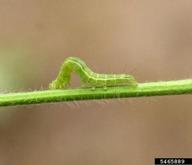 Daren Mueller, Iowa State University,  Bugwood.org green cloverworm (<em>Hypena scabra</em>) larva(e) on soybean (<em>Glycine max</em>)