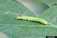 Winston Beck, Iowa State University,  Bugwood.org green cloverworm (<em>Hypena scabra</em>) larva(e) on soybean (<em>Glycine max</em>)