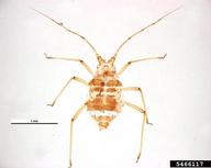 crescentmarked lily aphid (<em>Neomyzus circumflexus</em>) adult(s) on  (<em>  </em>)