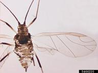 Pest and Diseases Image Library ,  Bugwood.org alate