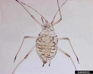 Pest and Diseases Image Library ,  Bugwood.org lettuce aphid (<em>Nasonovia ribisnigri</em>) adult(s) on  (<em>  </em>)