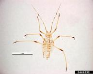 Pest and Diseases Image Library ,  Bugwood.org lettuce aphid (<em>Nasonovia ribisnigri</em>) adult(s) on  (<em>  </em>)