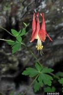 red columbine (<em>Aquilegia canadensis</em>) flower(s) on (<em> </em>)
