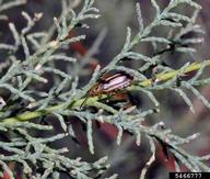 Adult