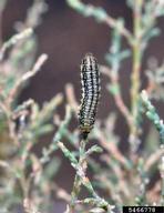 Larvae
