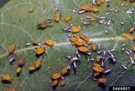 oleander aphid (<em>Aphis nerii</em>) infestation on  (<em>  </em>)