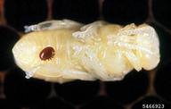 on a pupa