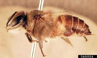 mite on adult bee