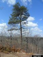 Mature tree about 50 years old and 70 feet tall