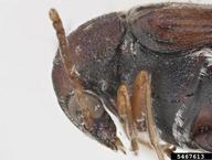 head