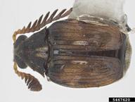 azuki bean weevil (<em>Callosobruchus chinensis</em>) adult(s) on  (<em>  </em>)