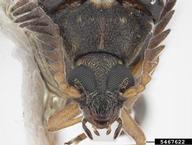 azuki bean weevil (<em>Callosobruchus chinensis</em>) adult(s) on  (<em>  </em>)