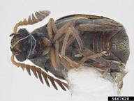 azuki bean weevil (<em>Callosobruchus chinensis</em>) adult(s) on  (<em>  </em>)