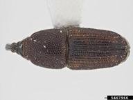 maize weevil (<em>Sitophilus zeamais</em>) adult(s) on  (<em>  </em>)