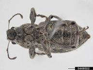 whitefringed weevil (<em>Naupactus leucoloma</em>) adult(s) on  (<em>  </em>)