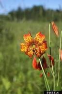 turk's-cap lily (<em>Lilium superbum</em>) flower(s) on (<em> </em>)