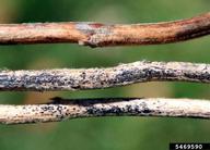 anthracnose (<em>Colletotrichum truncatum</em>) sign on soybean (<em>Glycine max</em>)