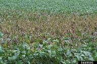 anthracnose (<em>Colletotrichum truncatum</em>) symptoms on soybean (<em>Glycine max</em>)