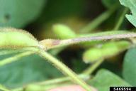 anthracnose (<em>Colletotrichum truncatum</em>) symptoms on soybean (<em>Glycine max</em>)