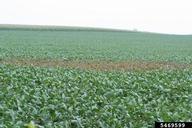anthracnose (<em>Colletotrichum truncatum</em>) symptoms on soybean (<em>Glycine max</em>)