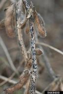anthracnose (<em>Colletotrichum truncatum</em>) sign on soybean (<em>Glycine max</em>)