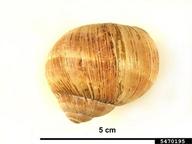 roman snail (<em>Helix pomatia</em>) indicator(s) on (<em> </em>)
