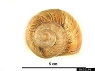 roman snail (<em>Helix pomatia</em>) indicator(s) on (<em> </em>)