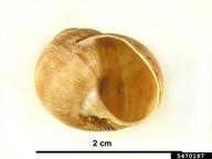 roman snail (<em>Helix pomatia</em>) indicator(s) on (<em> </em>)