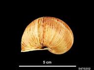 roman snail (<em>Helix pomatia</em>) indicator(s) on (<em> </em>)