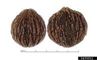 Fruits, lateral view.