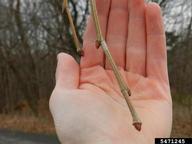 Twigs and buds of a Sycamore.