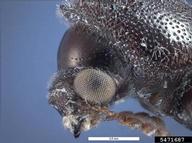 Pest and Diseases Image Library ,  Bugwood.org head side view