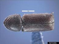 Pest and Diseases Image Library ,  Bugwood.org larger grain borer (<em>Prostephanus truncatus</em>) adult(s) on  (<em>  </em>)