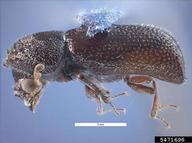Pest and Diseases Image Library ,  Bugwood.org larger grain borer (<em>Prostephanus truncatus</em>) adult(s) on  (<em>  </em>)