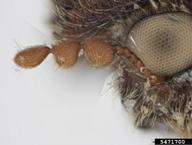 Pest and Diseases Image Library ,  Bugwood.org antenna