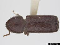 Pest and Diseases Image Library ,  Bugwood.org larger grain borer (<em>Prostephanus truncatus</em>) adult(s) on  (<em>  </em>)