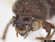 Pest and Diseases Image Library ,  Bugwood.org head