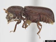 Pest and Diseases Image Library ,  Bugwood.org larger grain borer (<em>Prostephanus truncatus</em>) adult(s) on  (<em>  </em>)