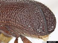 Pest and Diseases Image Library ,  Bugwood.org larger grain borer (<em>Prostephanus truncatus</em>) adult(s) on  (<em>  </em>)