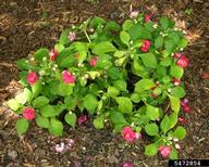 Downy mildew of impatiens caused by <em>Plasmopara obducens</em>.
