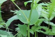 Streptopus amplexifolius (twisted stalk/clasping-leaf twisted-stalk/white mandarin)