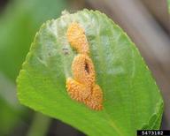 Puccinia coronata (crown rust) on Rhamnus alnifolia