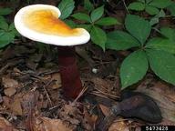 Ganoderma root and butt rot (<em>Ganoderma curtisii</em>) fruiting bodies on (<em> </em>)